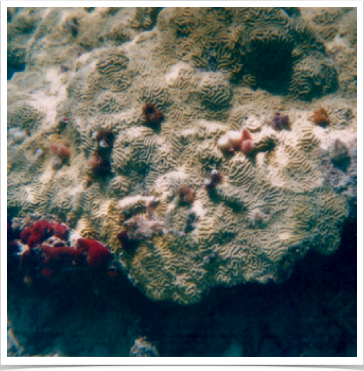 Sclerectinian Knobby Brain Coral (Pseudodiploria clivosa) encrusting rocky substrate at Zapatillas Cays. 